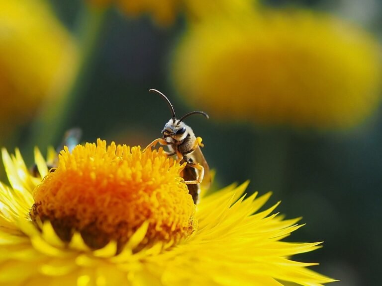 strawflower-bee-pollination-8253196-768x576
